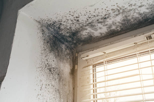 Affordable Basement Mold Removal solutions in Cecilia, KY